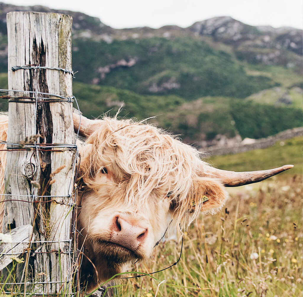 Riding the Rails Through Scenic Scotland