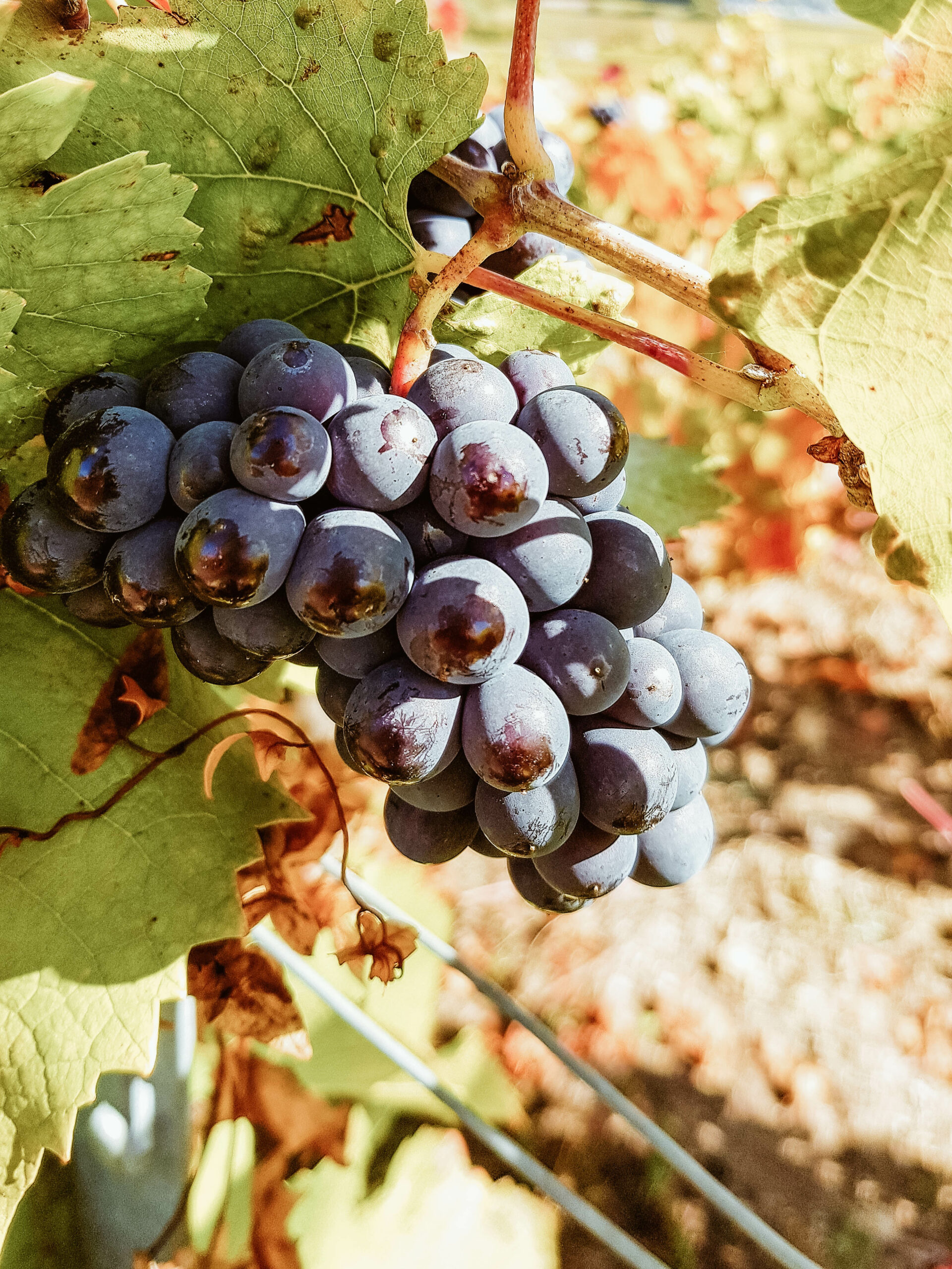 Un viaggio nella regione dello Champagne