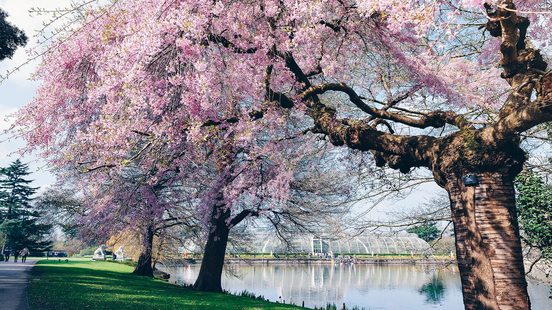 Sakura-Kirschblütenfest: Die schönsten Kirschblüten Europas