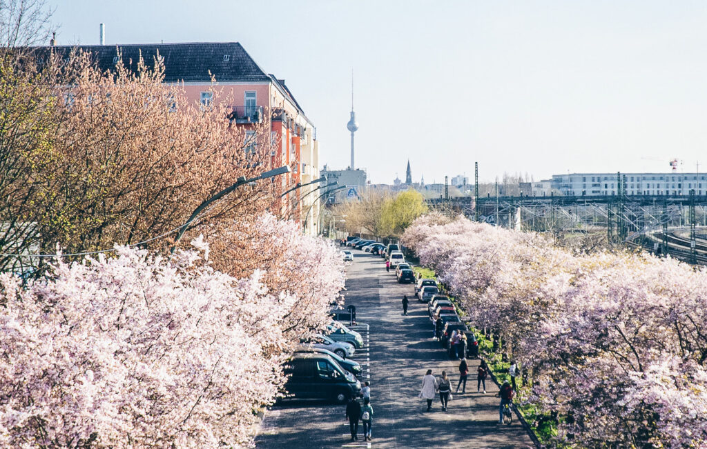 Where to See the Best Cherry Blossoms in Europe