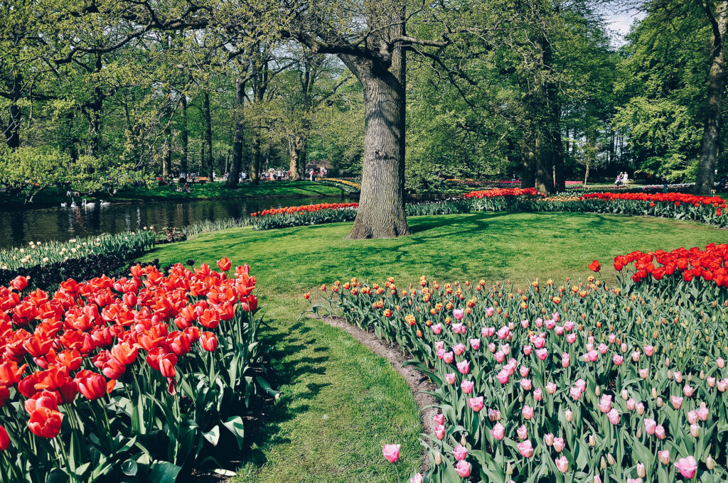 How to Do Holland’s Tulip Festival Properly