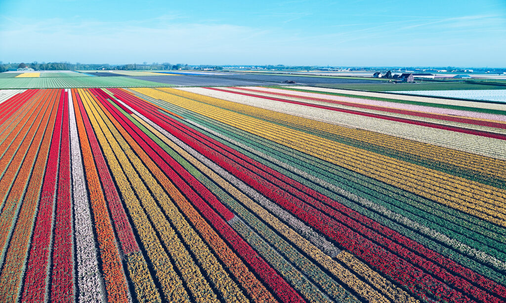 How to Do Holland’s Tulip Festival Properly