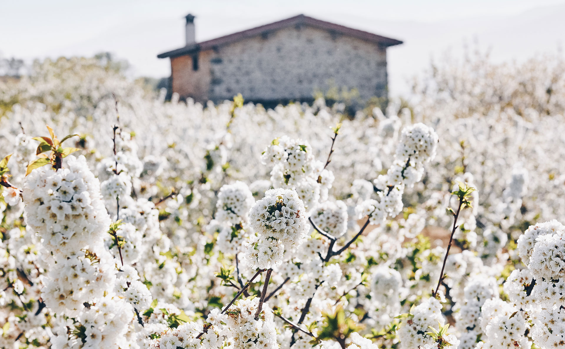 Fioritura dei ciliegi: dove vedere le più belle in Europa