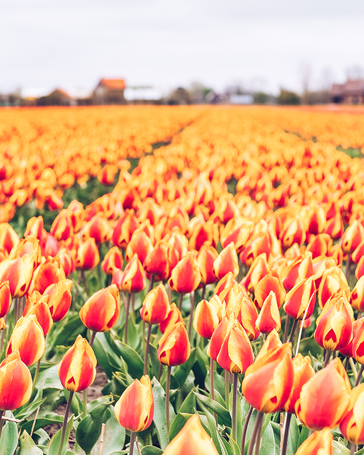 En flor: cómo celebrar bien el Festival del Tulipán en Holanda￼