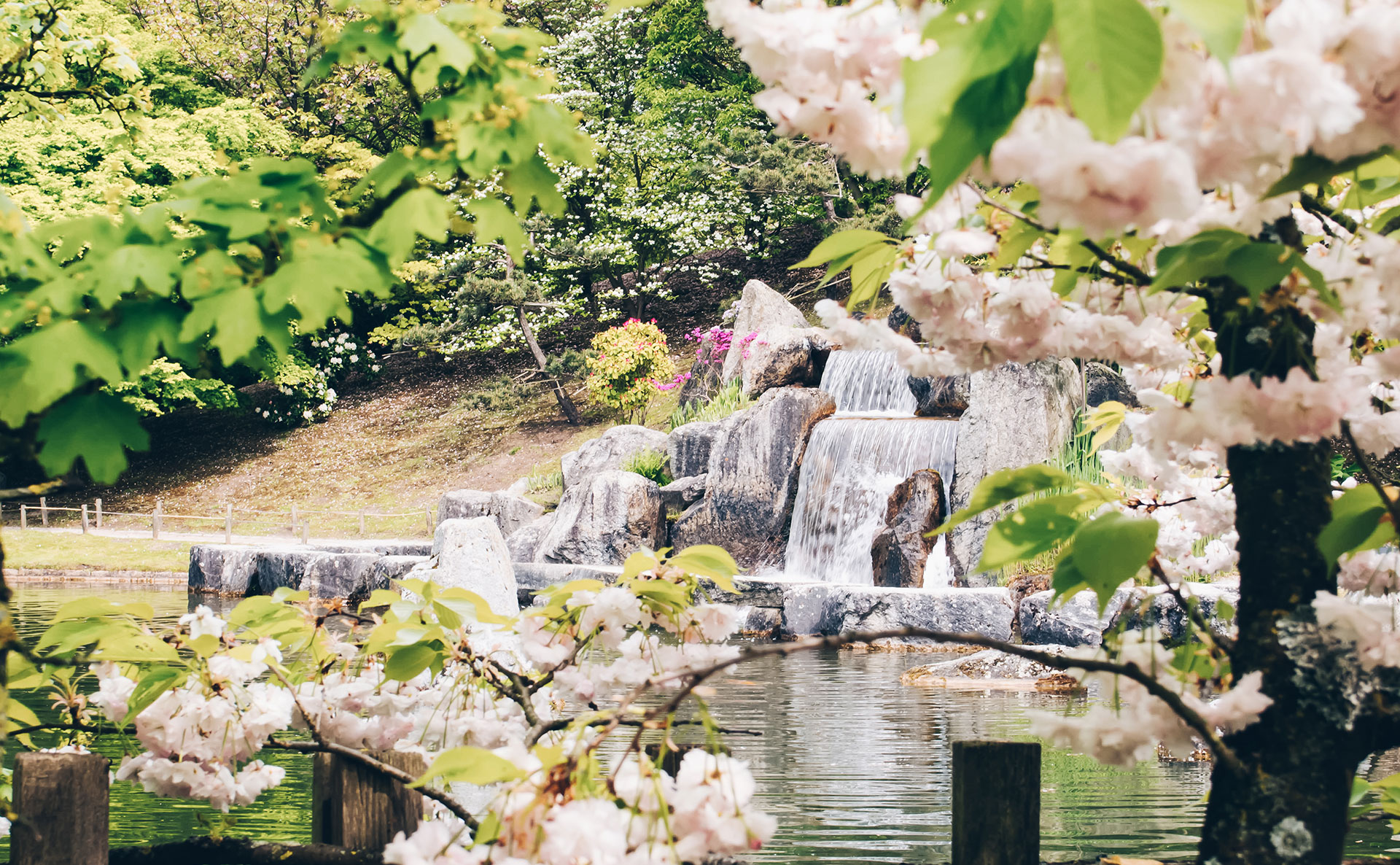 Sakura-Kirschblütenfest: Die schönsten Kirschblüten Europas