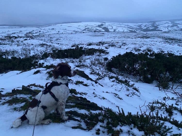 The North Wales Coast line with a dog