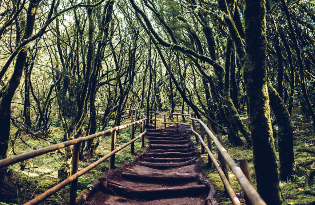 Parque Nacional de Garajonay