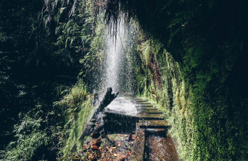 the laurel forests of Madeira