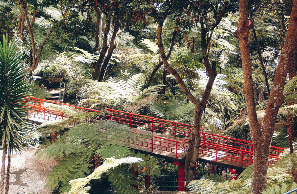 Urlaub auf Madeira, die magische Blumeninsel im Atlantik